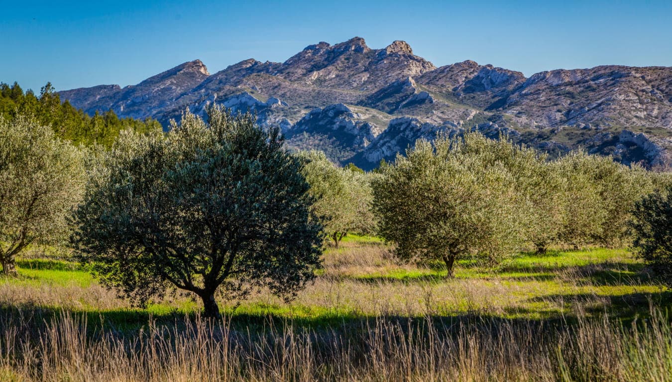 Alpilles (Baux de Provence, Saint-Rémy and olive oil mill)