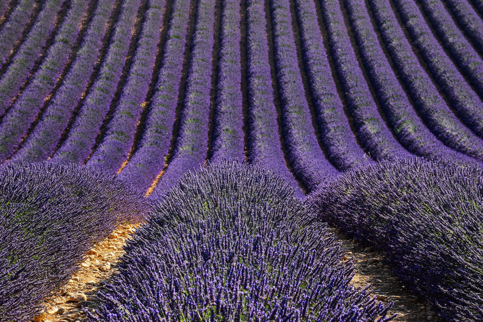 Valensole Lavender Fields & Villages