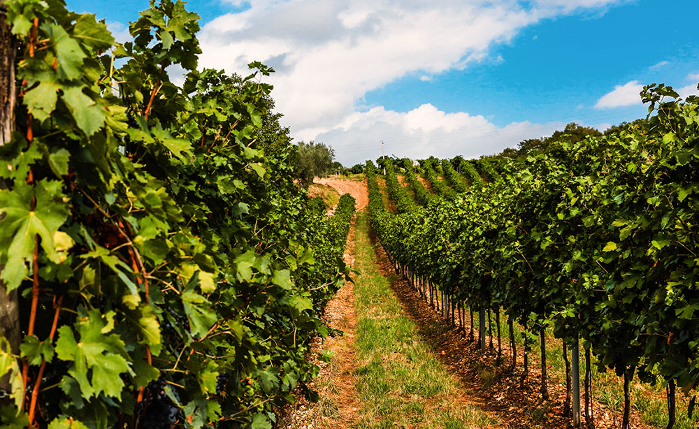 Aix-en-Provence Wine Experience