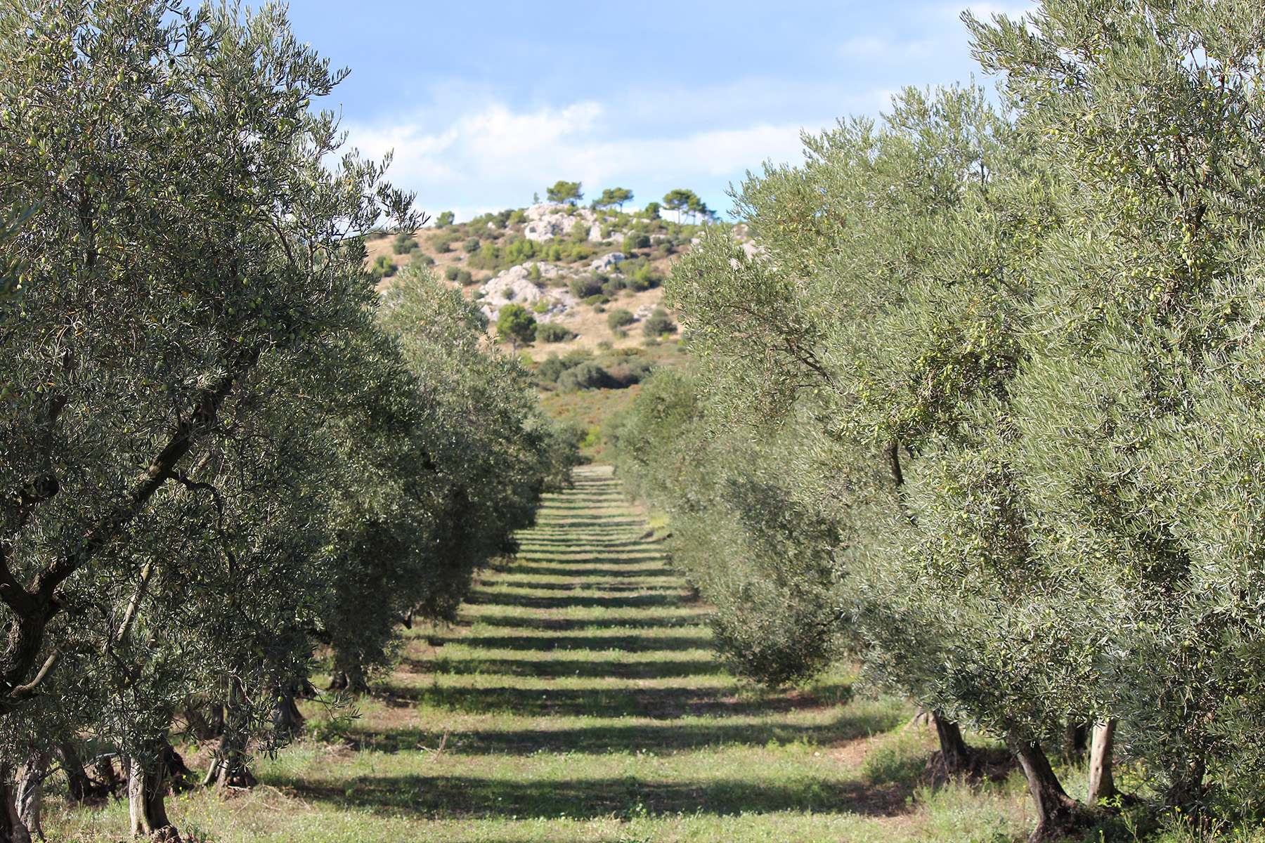 Domaine Castelas olive mill