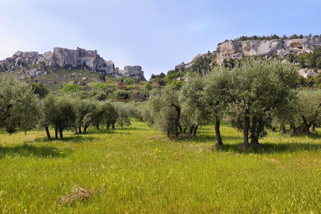 Traditional olive mill