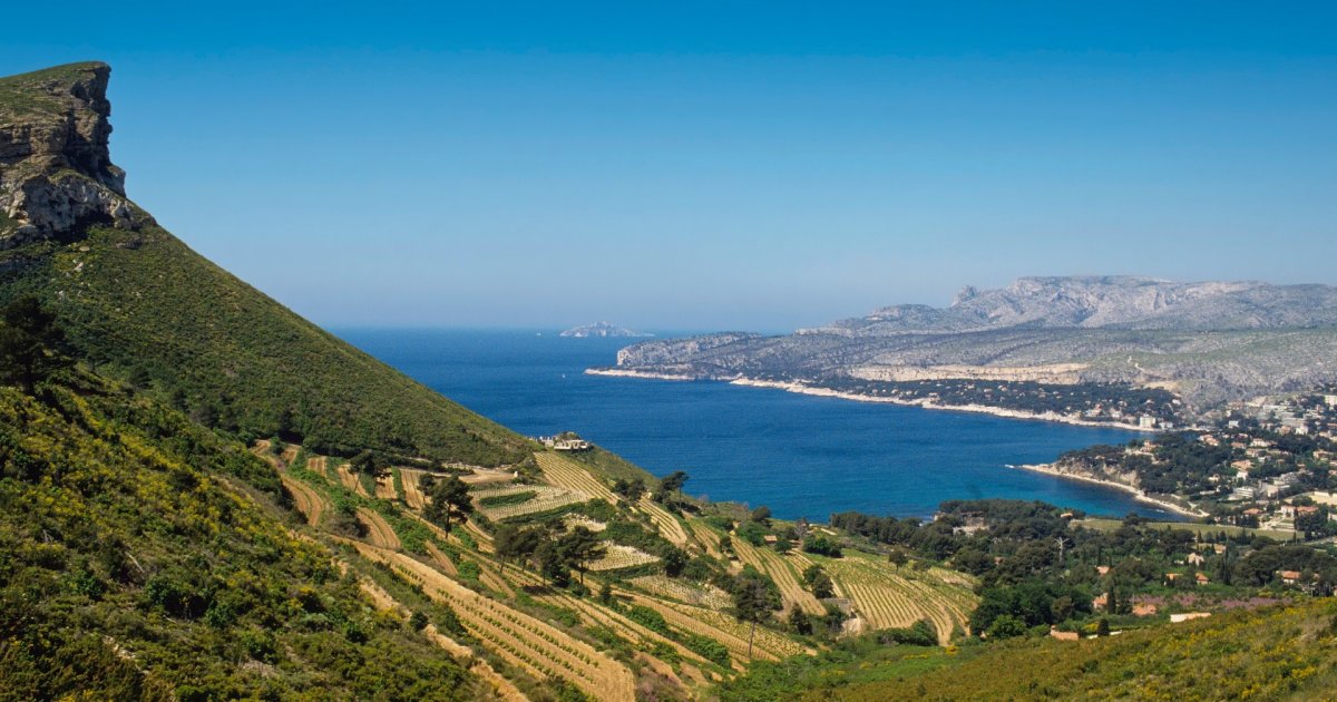 Cassis vineyards landscape