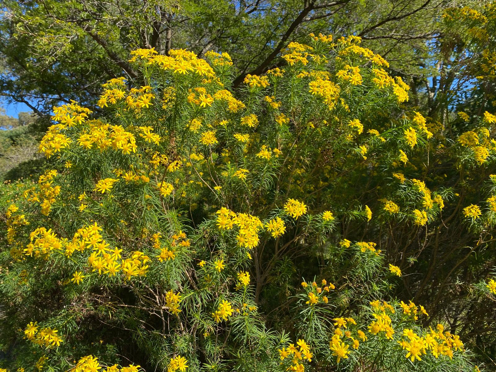 Mediterranean Flora