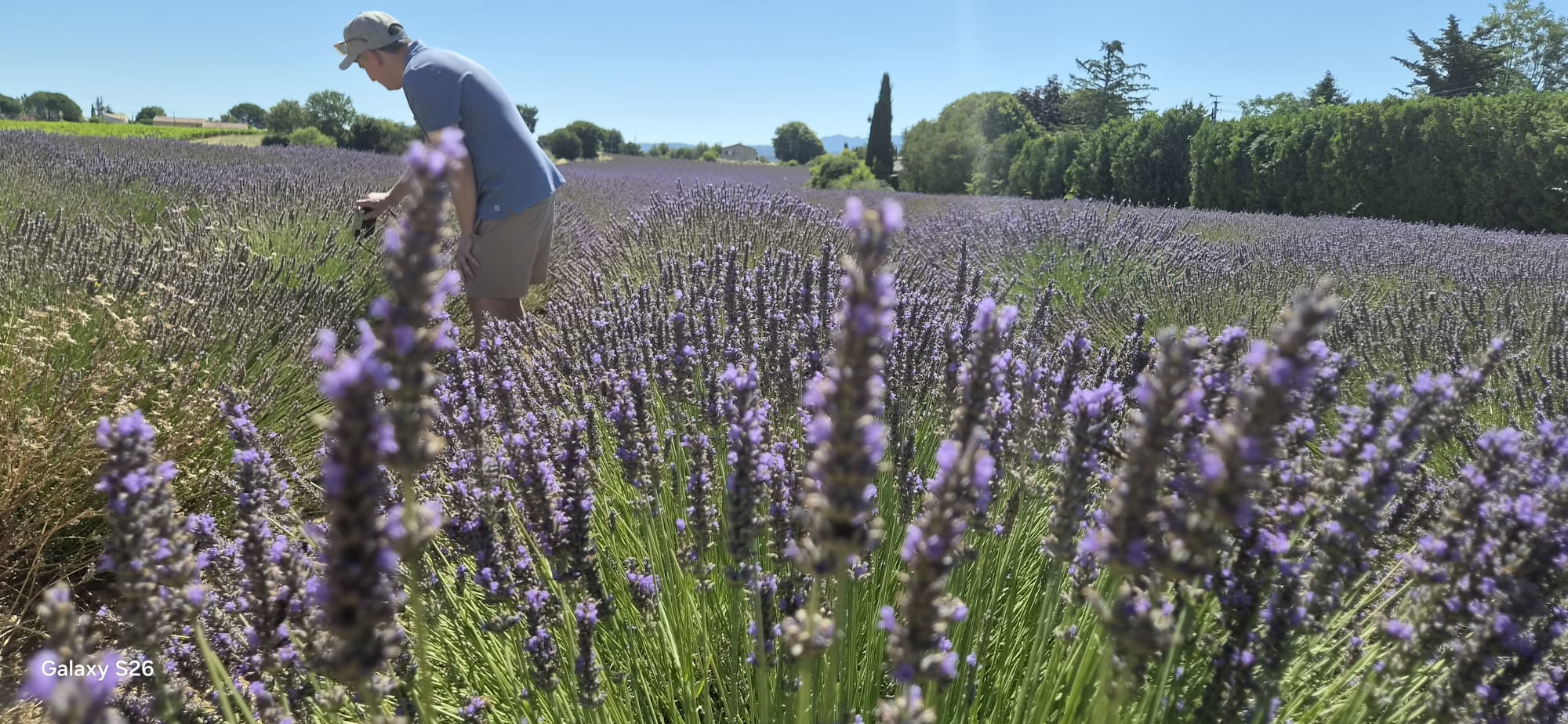 Purple lavender rows in Provence