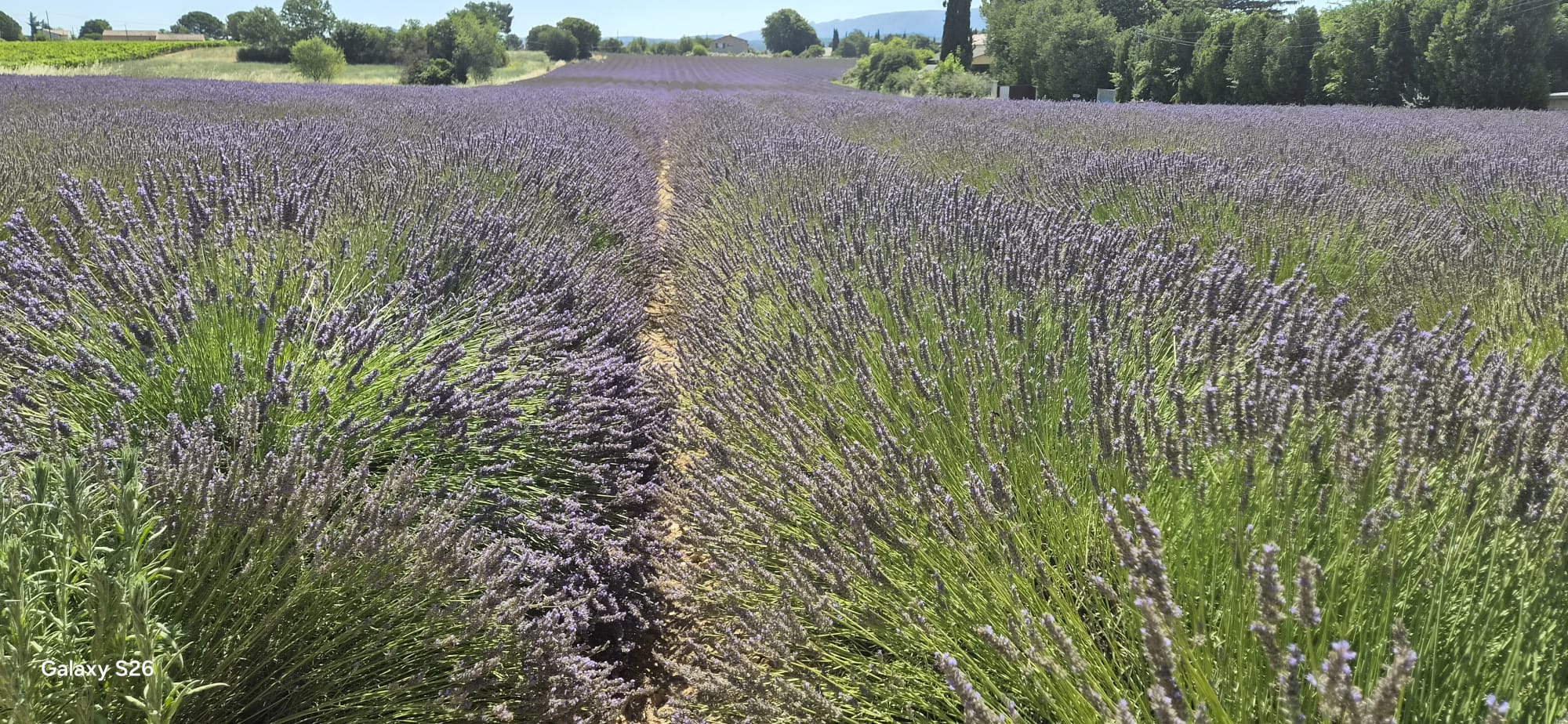 Valensole lavender landscape