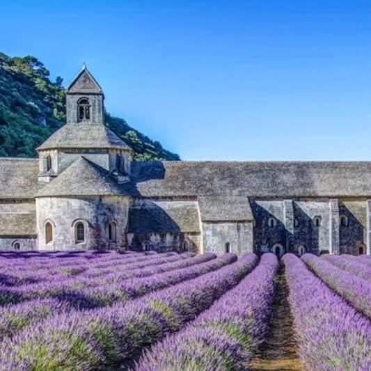 Lavender fields panorama