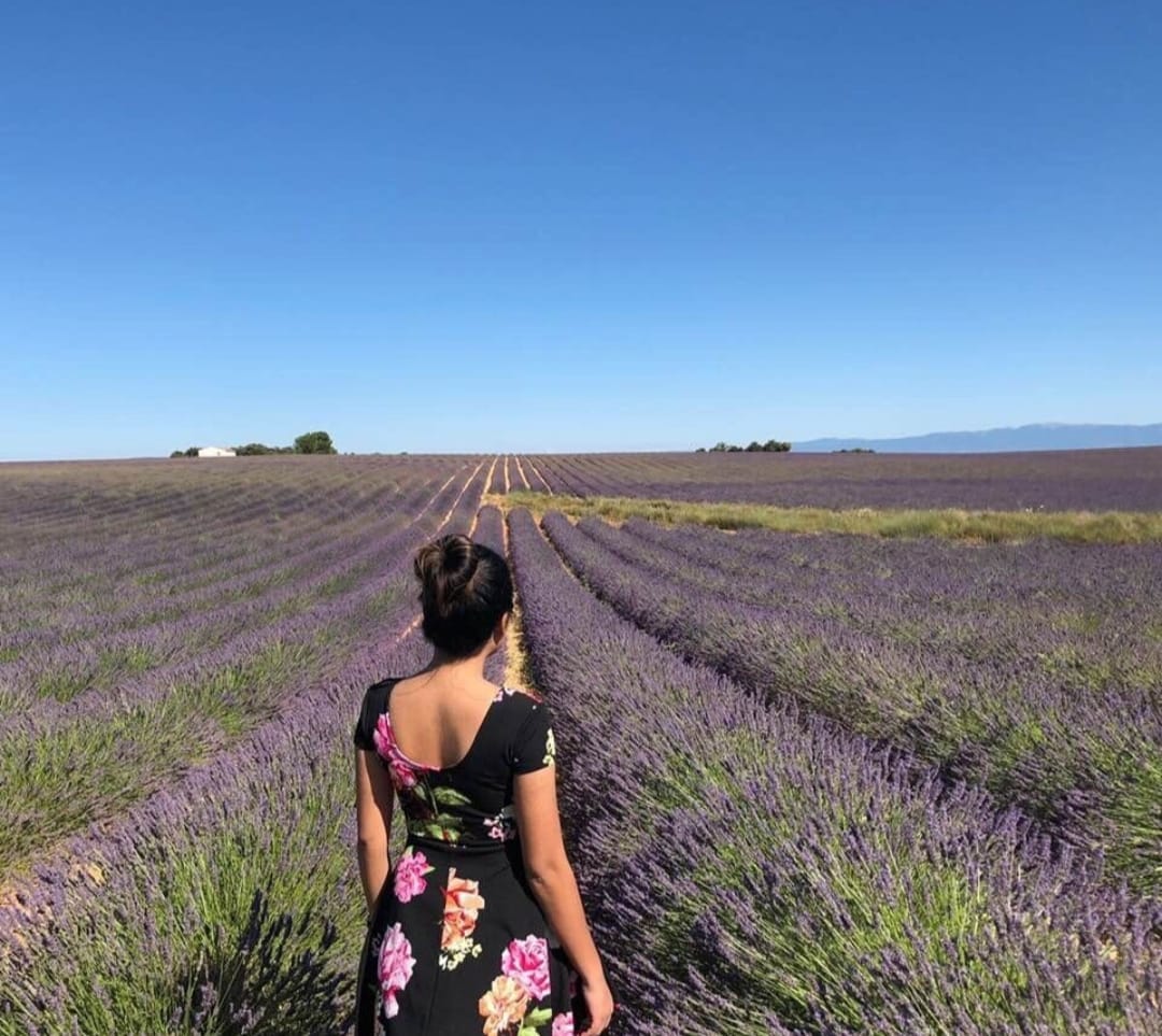 Purple lavender rows