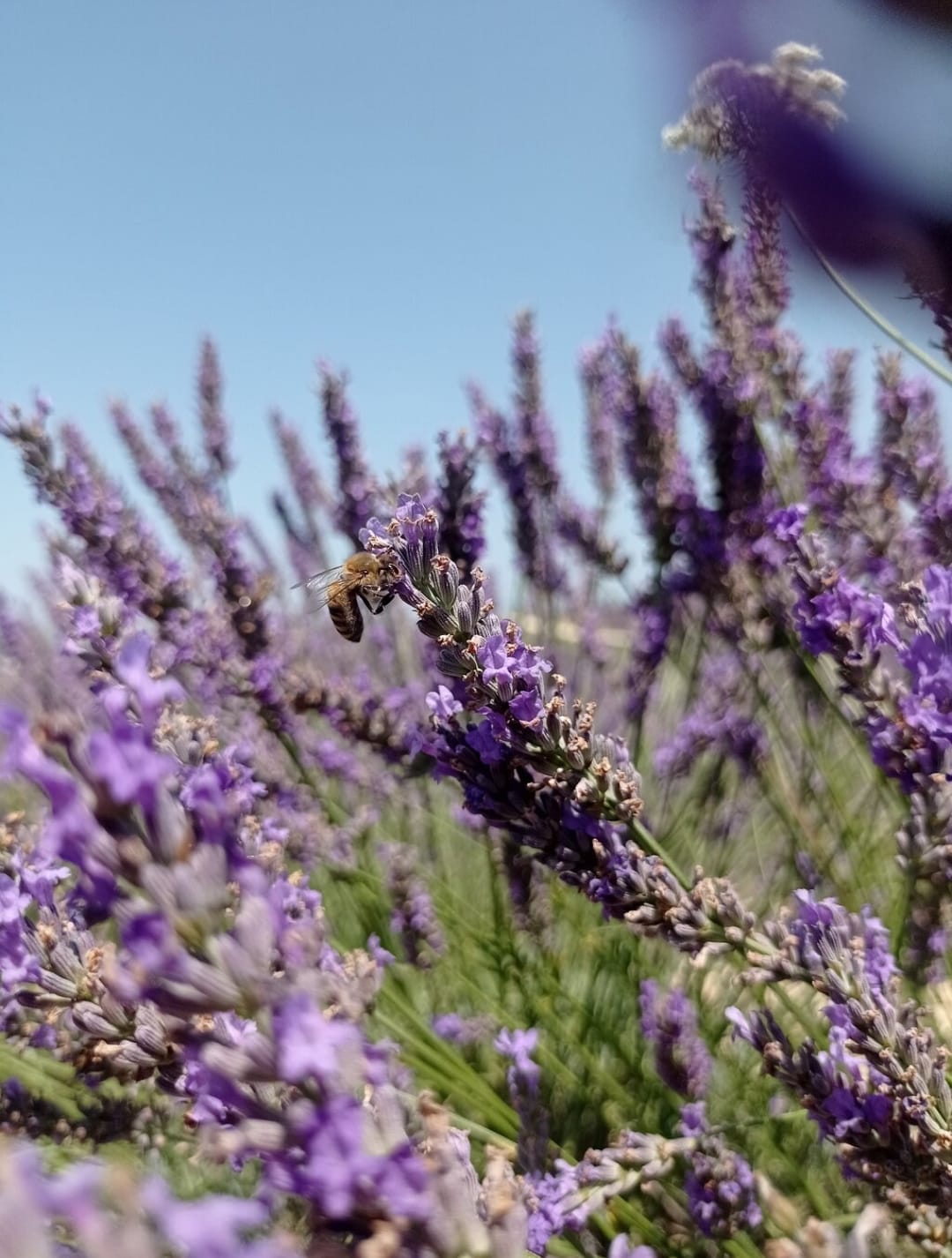 Lavender harvest season
