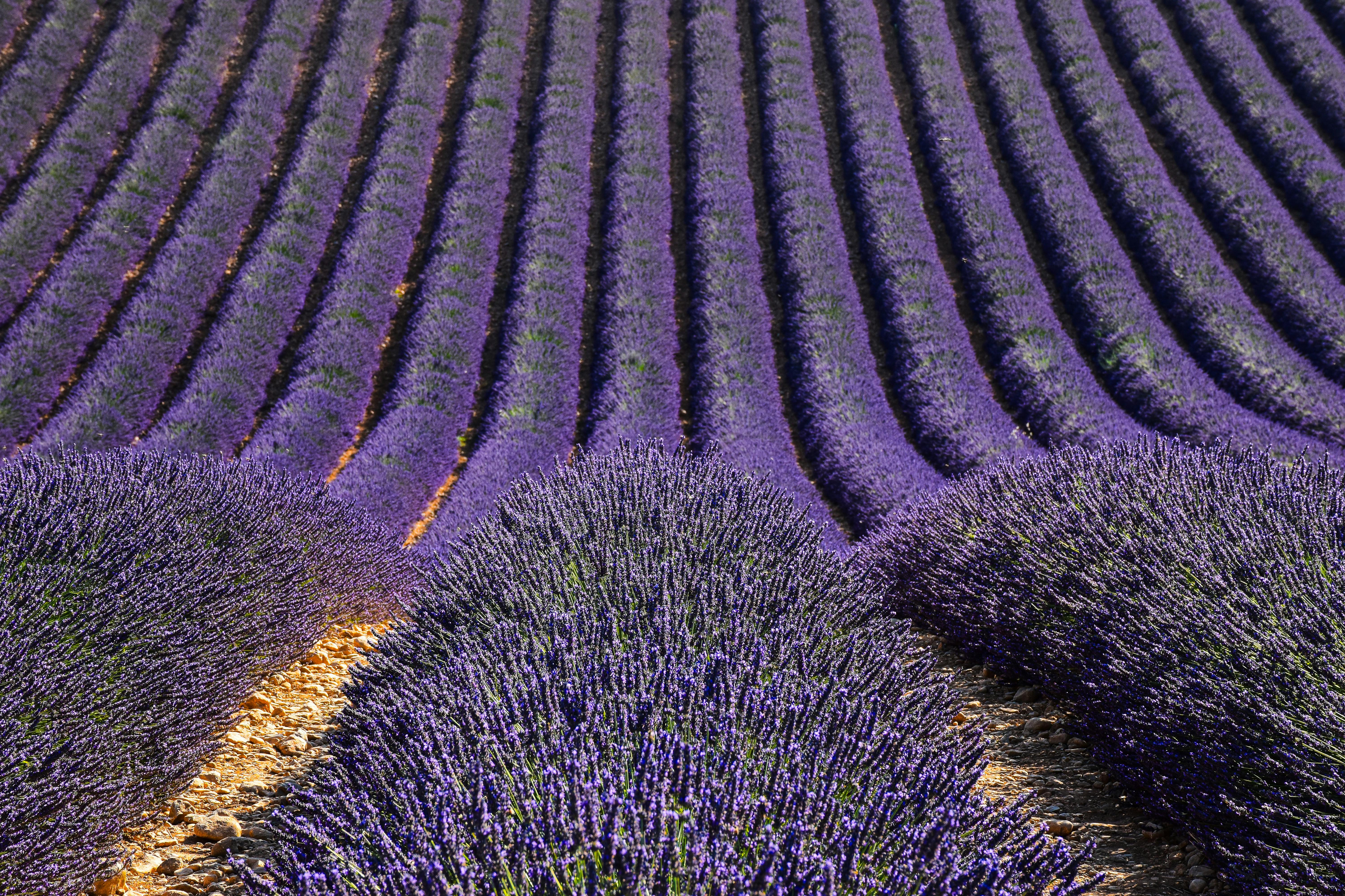Lavender Fields & Villages