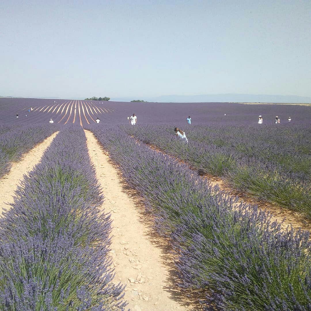 Provence lavender landscape