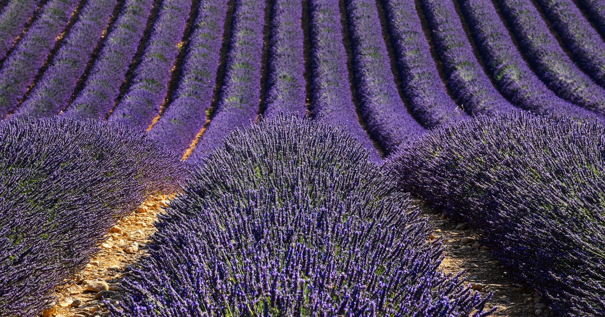 Lavender